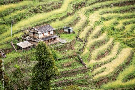 Widok Na Tarasowe Pola Uprawne I Wiejski Dom W Nepalu Stock Photo