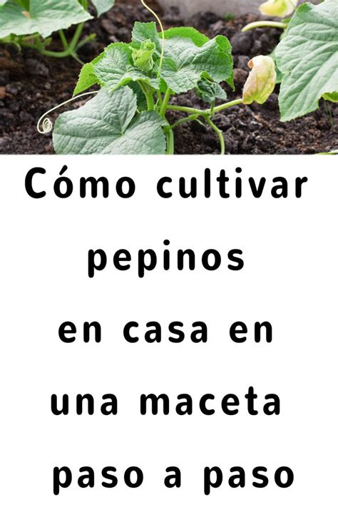 Cómo cultivar pepinos en casa en una maceta paso a paso Huerta en