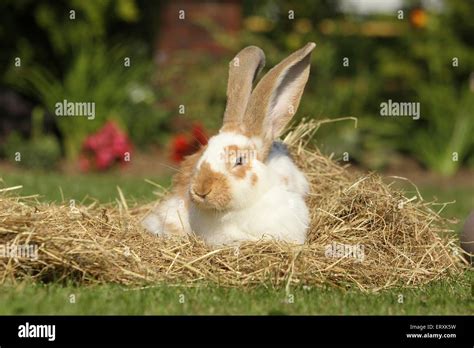 German Giant Rabbit Hi Res Stock Photography And Images Alamy