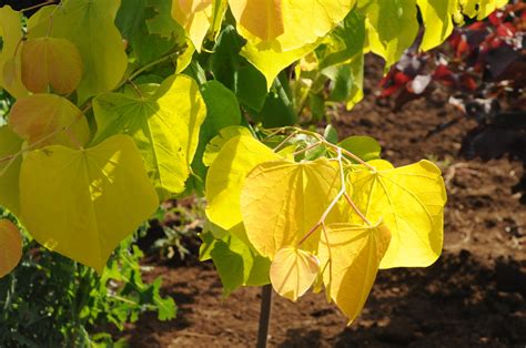 Hearts Of Gold Redbud Cercis Canadensis Hearts Of Gold Wholesale