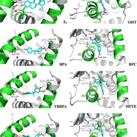 Different Binding Modes Of Agonist E2 Orange And Antagonist OHT