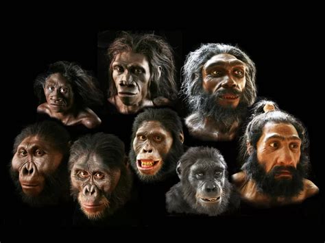 Reconstructions Of Early Humans The Smithsonian Institution S Human Origins Program