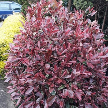 Photinia x fraseri 'Pink Marble' - Riverside Garden Centre