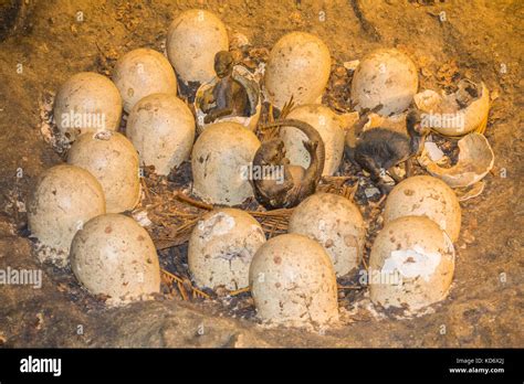 A realistic mockup / replication of dinosaur eggs hatching in a nest at the Natural History ...