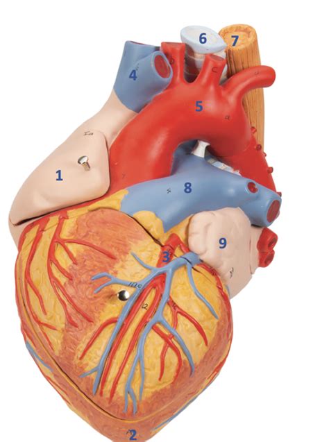 Heart Model Exterior Diagram Quizlet