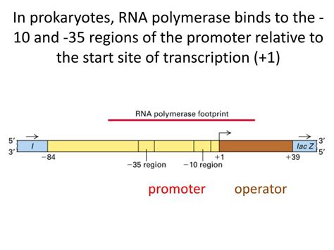 Ppt Mcb Molecular Biology Powerpoint Presentation Free