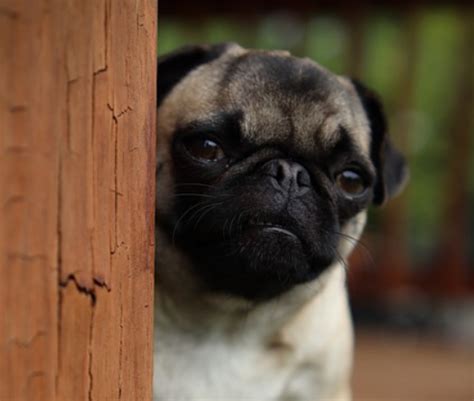 Best Dog Nail Clippers For Pugs And How To Use Them