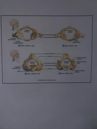 EXAM 2 BIO 210 Lecture 8 Flashcards Quizlet