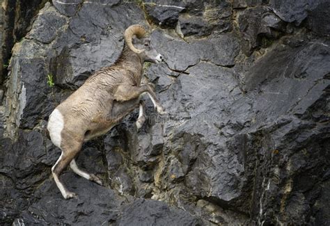 Bighorn Sheep Ram Jumping Stock Photo Image Of Cliff 49468754