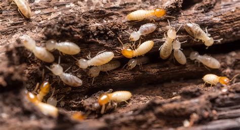 Termite Types And Pest Species In Australia Rentokil AU