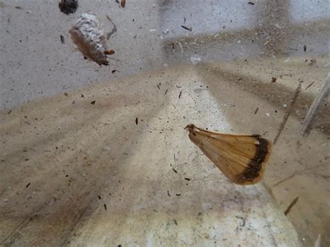 Moths Archives Wealden Heartwood