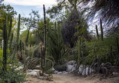 Cactus Garden Free Stock Photo - Public Domain Pictures