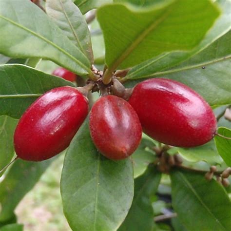 Anak Pokok Buah Ajaib Kebuna Putrajaya