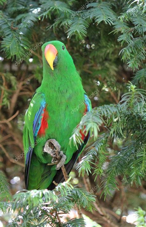 Green eclectus parrot — Stock Photo © Elenarts #4666845