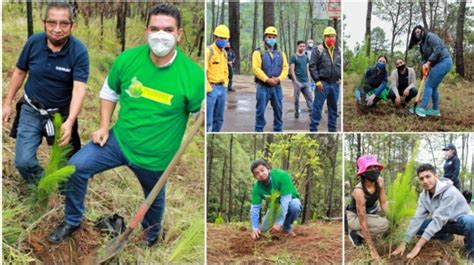 Reforestan Cerro De La Charanda Por D A Del Rbol