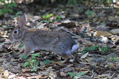 Eastern Cottontail Rabbit Sylvilagus Floridanus Bok To Flickr