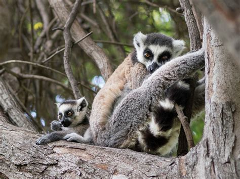 Ring-tailed Lemur - Duke Lemur Center