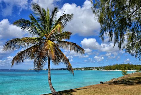 Famous Local Palm Tree In Oistins Barbados Encircle Photos