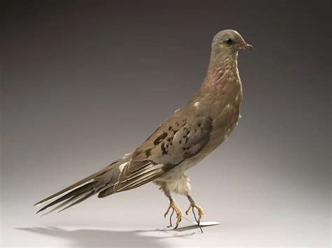 Passenger Pigeon Facts | Anatomy, Diet, Habitat, Behavior - Animals Time