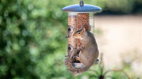 The 7 Best Ways To Keep Squirrels Out Of Your Bird Feeder