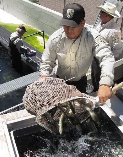 Apache Trout Loaded Into Stocking Truck In Fiscal Year 201 Flickr