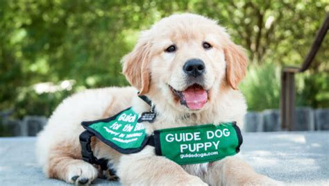 Welcome to Guide Dogs for the Blind | Guide Dogs for the Blind