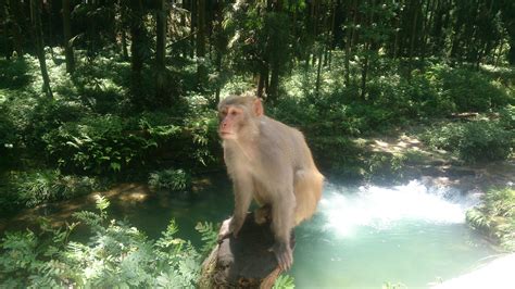 monkey in Zhangjiajie national park – RealRoman