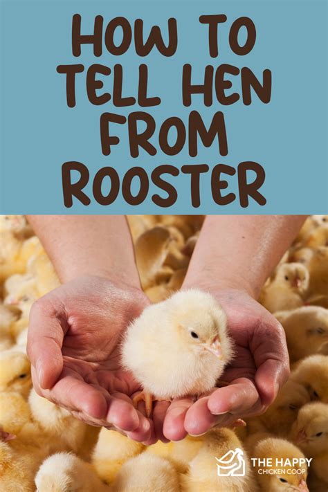 Best 13 How To Sex Chickens 5 Methods To Determine Hen Or Rooster Artofit