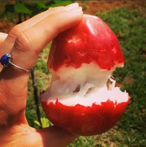 Mountain Apple
