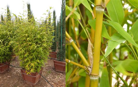 Phyllostachys Aurea T Y Nursery