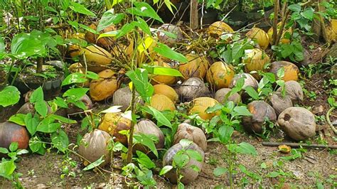 Frutos De Coco Maduros Recentemente Colhidos Foto De Stock Imagem De