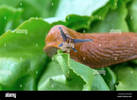 Slug Eating Leaf Of Lettuce Close Up Stock Photo Alamy