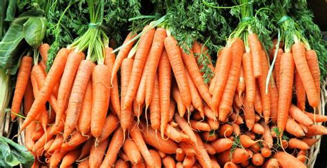 Danvers Carrot: Description, Flavor, Benefits, And Uses - Gardeners ...