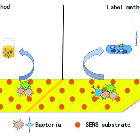 PDF Detection Of Foodborne Pathogens By Surface Enhanced Raman