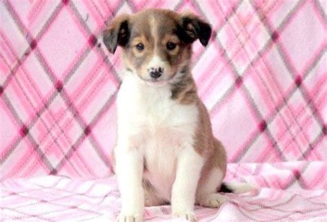 Collie Mix Puppies For Sale | Puppy Adoption | Keystone Puppies