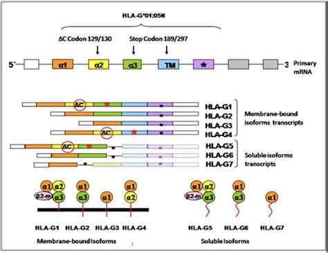 HLAG Function Polymorphisms And Pathology ArnaizVillena 2021