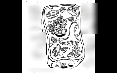 Plant Cell Diagram Quizlet