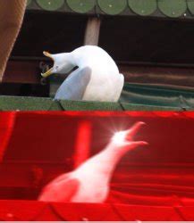 "seagull" Meme Templates - Imgflip