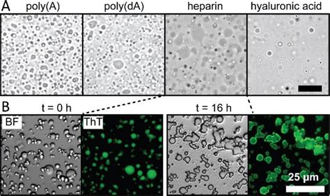 Liquid Liquid Phase Separation And Fibrillization Of Tau Are