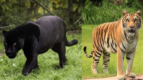 Assam Rare Sights Of Black Panther Tiger Roaming Freely Captured In