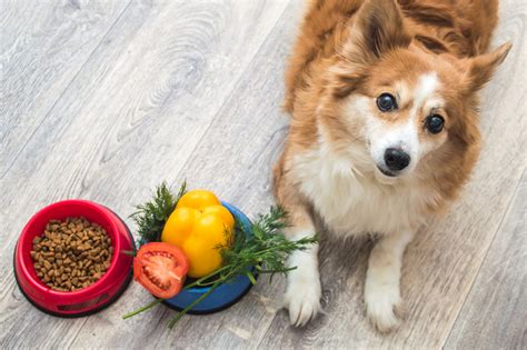 The Best Low Fat Dog Food To Keep Your Pup Lean - Dogtime