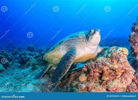 Green Turtle Resting On A Damaged Coral Reef Stock Image Image Of