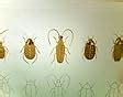 The Stumpwork Goldwork And Surface Embroidery Beetle Collection