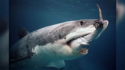 Great white sharks: The world's largest predatory fish | Live Science