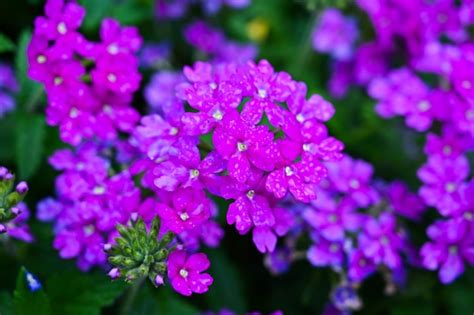 99000 Vibrant Verbena Pictures