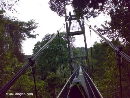 A TreeTop Walk At MacRitchie Reservoir | Laingan.com