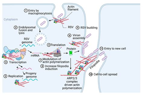 ARP2 3 Complex Driven Actin Polymerization In RSV Infection