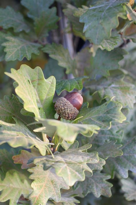 Leymus Condensatus Canyon Prince Devil Mountain Wholesale Nursery