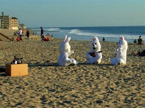 Laguna Beach Bunnies