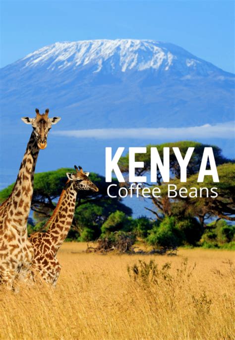 Kenya AA Coffee Beans – Whole Bean and Ground | That's Coffee